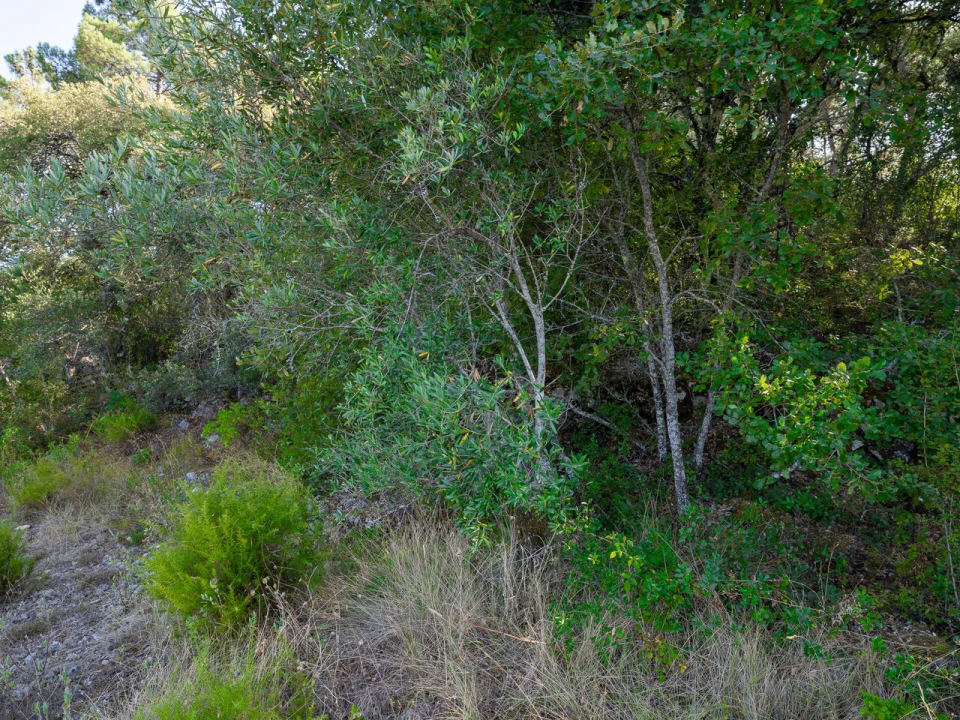 Terreno para Venda em Fatima Foto 16