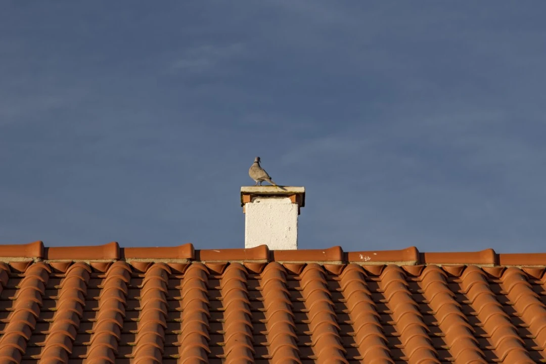 Quinta T15 para Venda em Evora Monte (Santa Maria) Foto 9