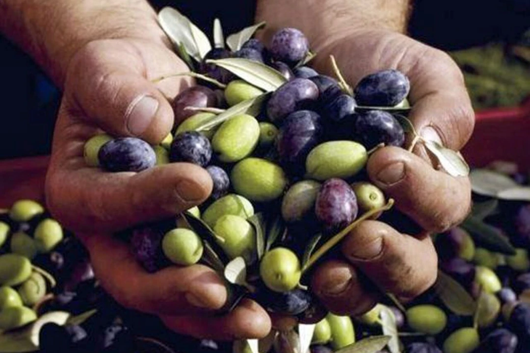 Quinta T15 para Venda em Evora Monte (Santa Maria) Foto 14