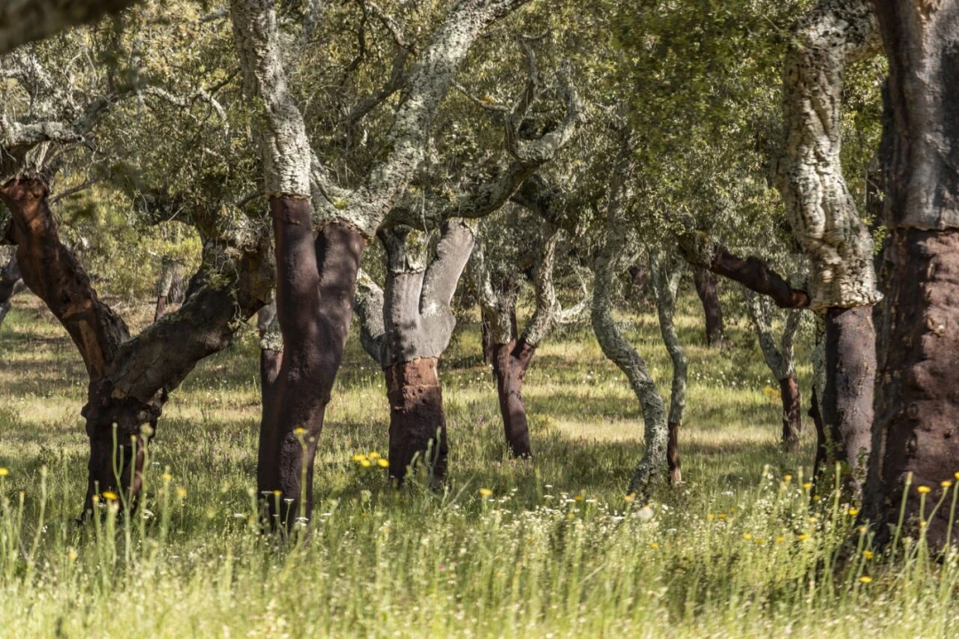 Quinta T15 para Venda em Evora Monte (Santa Maria) Foto 19