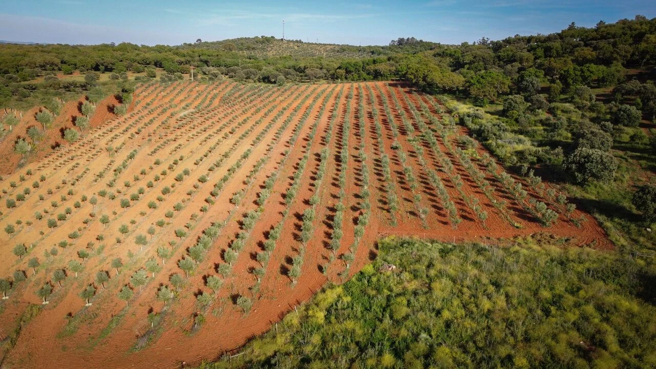 Quinta T15 para Venda em Evora Monte (Santa Maria) Foto 20