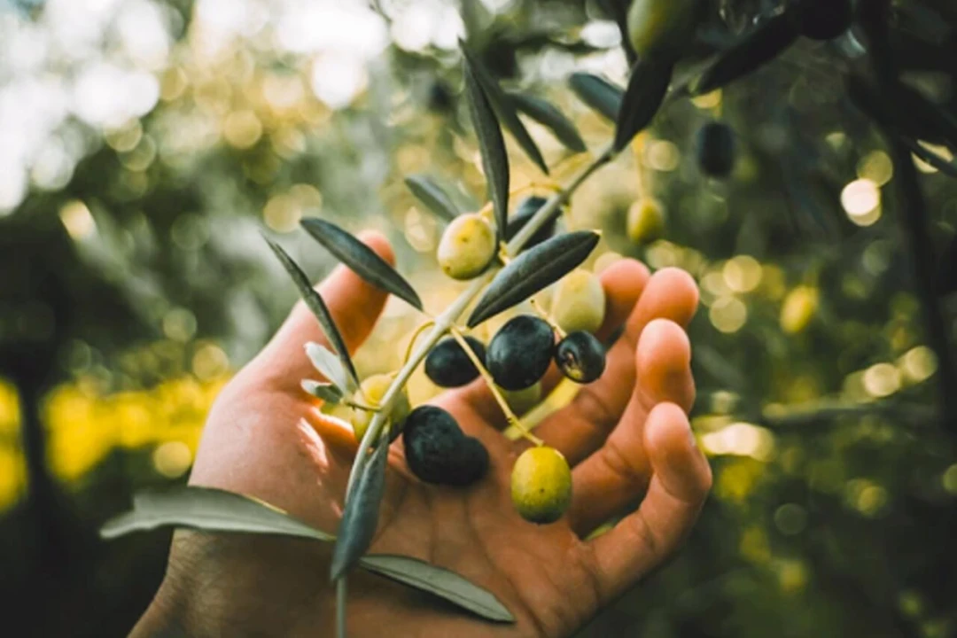Quinta T15 para Venda em Evora Monte (Santa Maria) Foto 21
