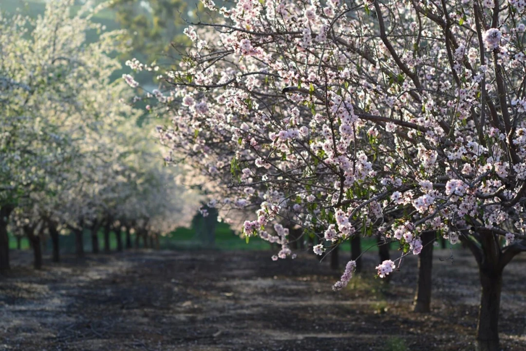 Quinta T15 para Venda em Evora Monte (Santa Maria) Foto 5