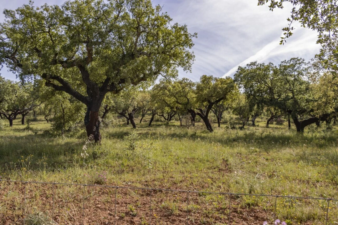 Quinta T15 para Venda em Evora Monte (Santa Maria) Foto 22