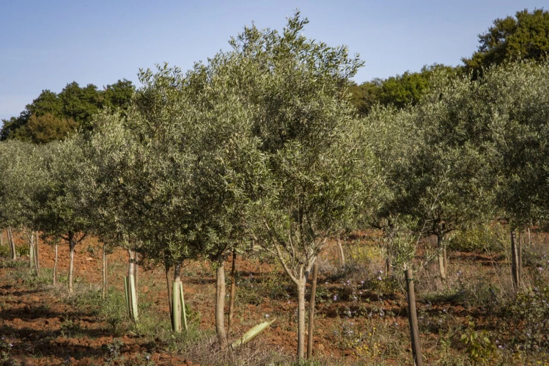 Quinta T15 para Venda em Evora Monte (Santa Maria) Foto 26