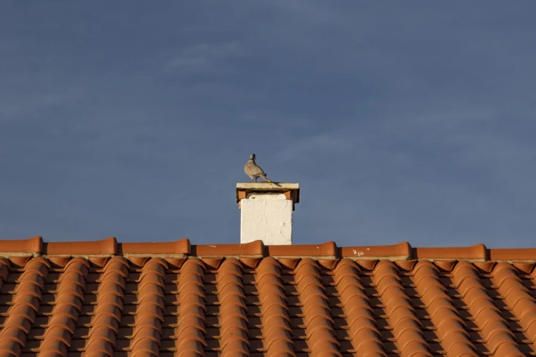 Quinta T15 para Venda em Evora Monte (Santa Maria) Foto 9