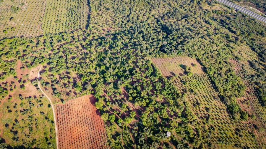 Quinta T15 para Venda em Evora Monte (Santa Maria) Foto 7