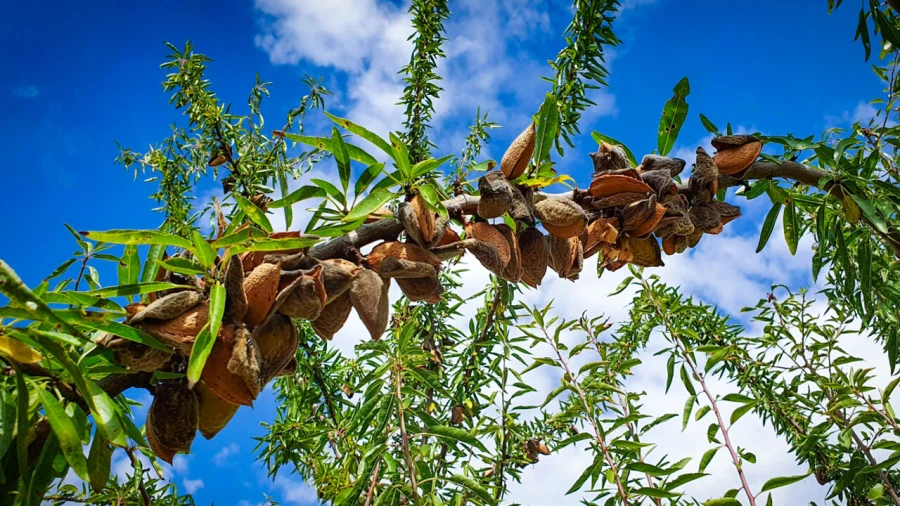 Quinta T15 para Venda em Evora Monte (Santa Maria) Foto 13