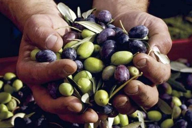 Quinta T15 para Venda em Evora Monte (Santa Maria) Foto 14