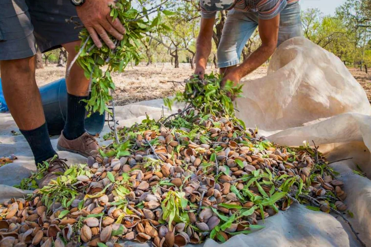 Quinta T15 para Venda em Evora Monte (Santa Maria) Foto 17