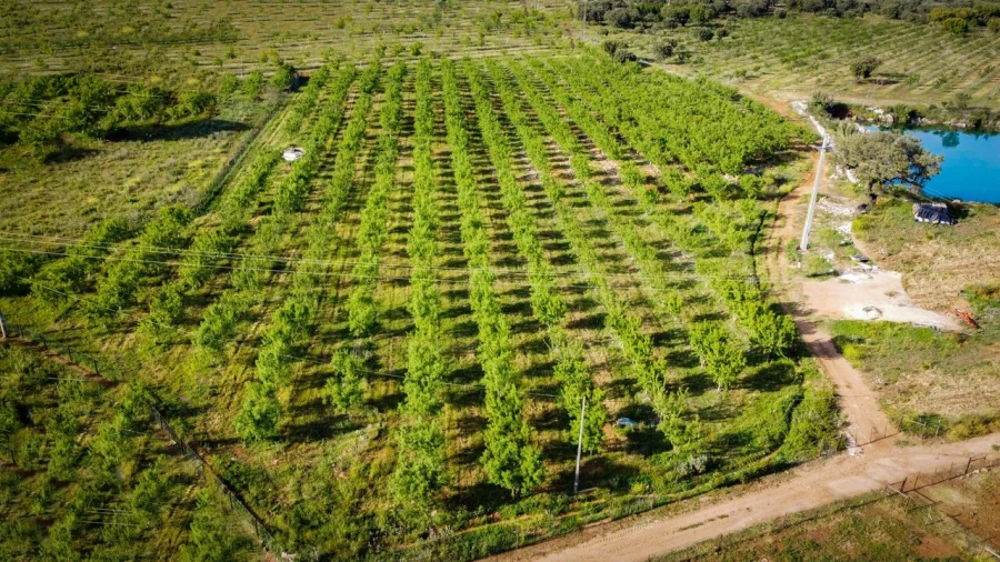 Quinta T15 para Venda em Evora Monte (Santa Maria) Foto 18
