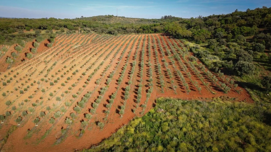 Quinta T15 para Venda em Evora Monte (Santa Maria) Foto 20