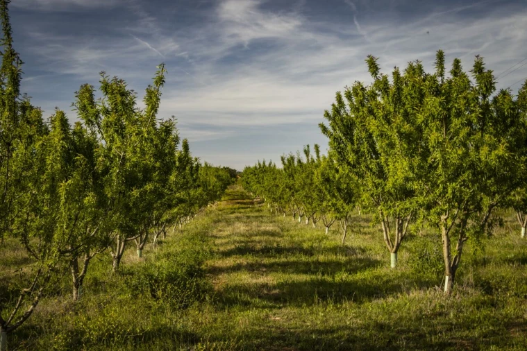 Quinta T15 para Venda em Evora Monte (Santa Maria) Foto 25