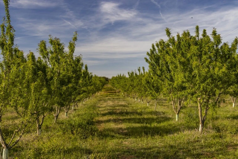 Quinta T15 para Venda em Evora Monte (Santa Maria) Foto 28