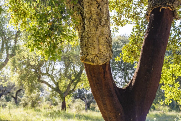 Quinta T15 para Venda em Evora Monte (Santa Maria) Foto 29
