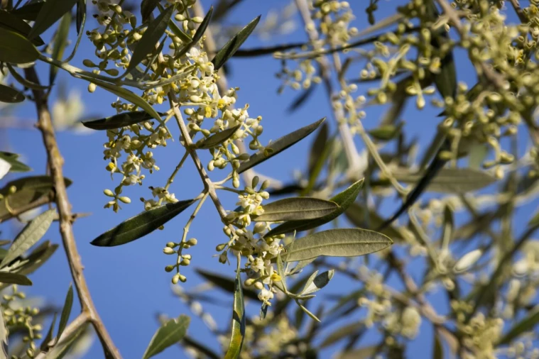 Quinta T15 para Venda em Evora Monte (Santa Maria) Foto 30