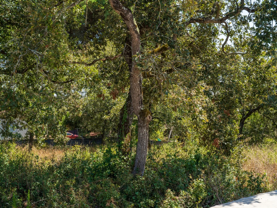 Terreno para Venda em Aljubarrota Foto 5