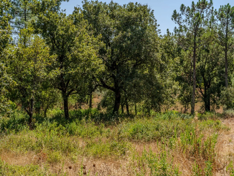 Terreno para Venda em Aljubarrota Foto 8