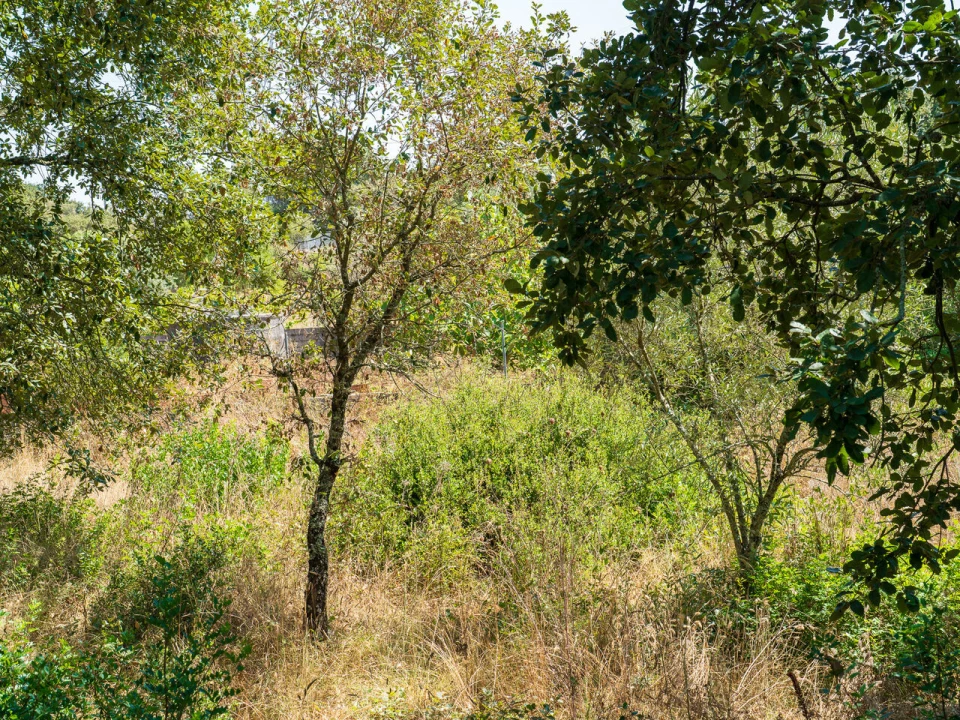 Terreno para Venda em Aljubarrota Foto 14