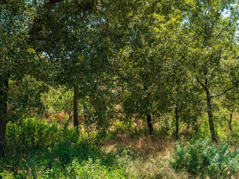 Terreno para Venda em Aljubarrota Foto 15