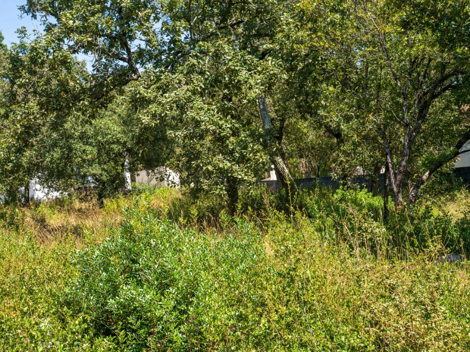 Terreno para Venda em Aljubarrota Foto 16