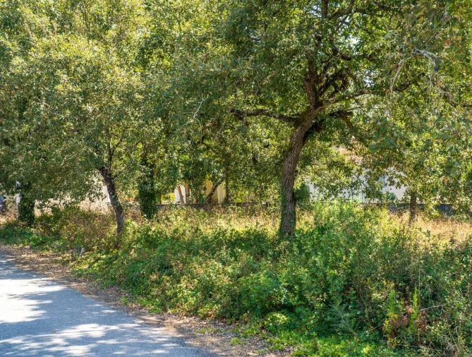 Terreno para Venda em Aljubarrota