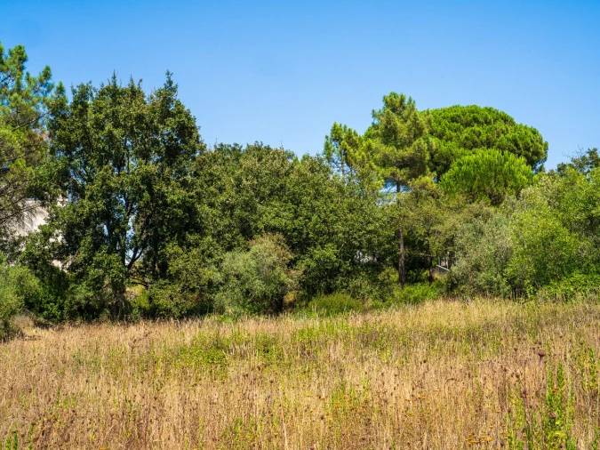 Terreno para Venda em Aljubarrota Foto 2