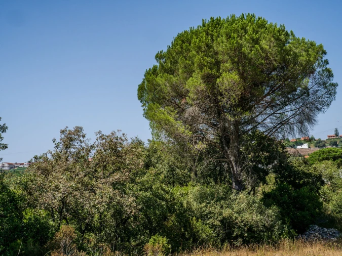 Terreno para Venda em Aljubarrota Foto 3