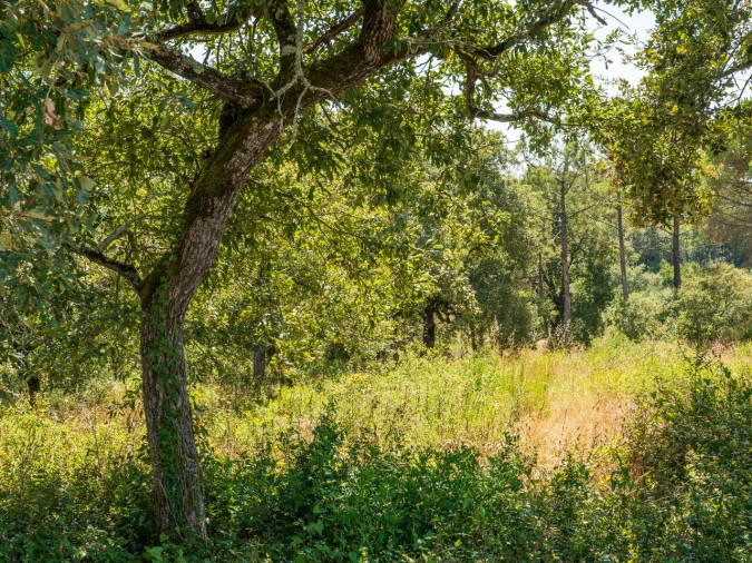 Terreno para Venda em Aljubarrota Foto 4