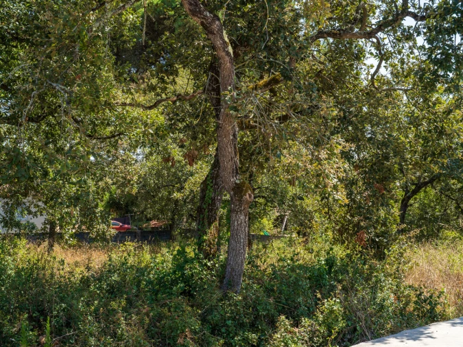 Terreno para Venda em Aljubarrota Foto 5