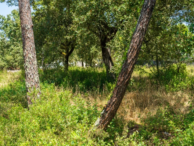 Terreno para Venda em Aljubarrota Foto 7