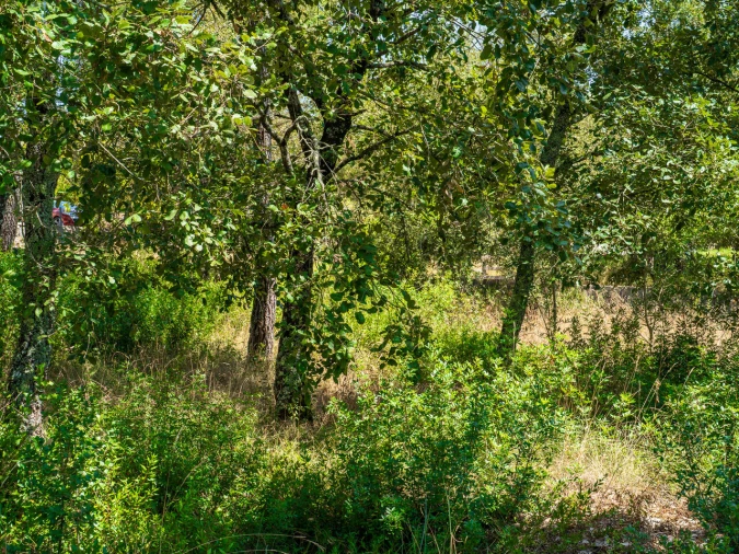 Terreno para Venda em Aljubarrota Foto 9