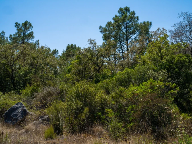 Terreno para Venda em Aljubarrota Foto 10