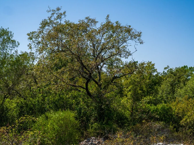 Terreno para Venda em Aljubarrota Foto 12