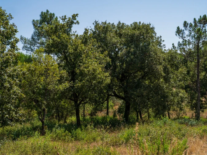 Terreno para Venda em Aljubarrota Foto 17