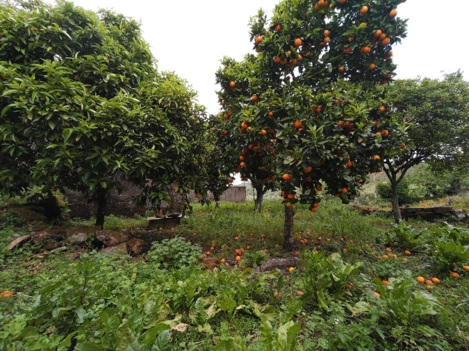 Moradia T5 para Venda em Chãos Foto 59