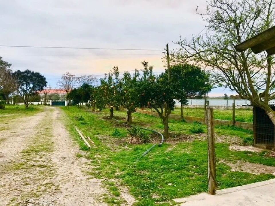 Quinta T4 para Venda em Alpiarça Foto 3