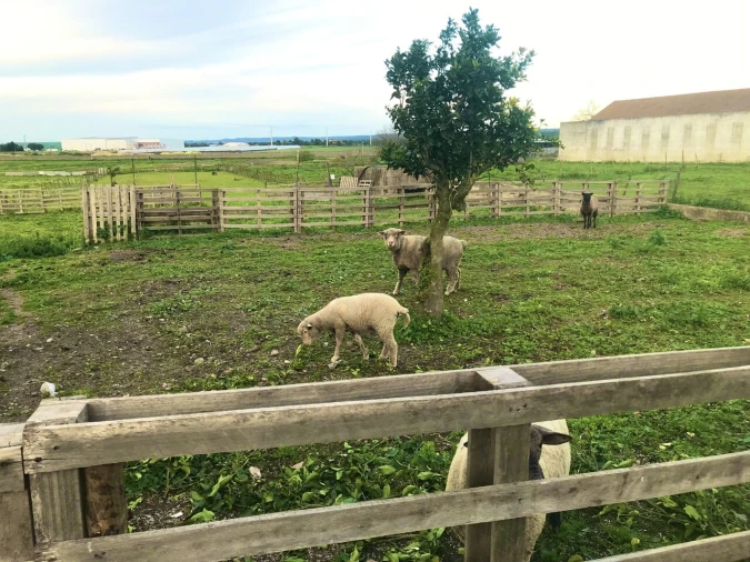 Quinta T4 para Venda em Alpiarça Foto 45