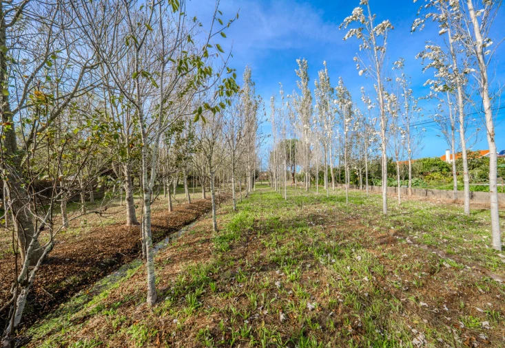 Moradia T5 para Venda em Carriço Foto 47