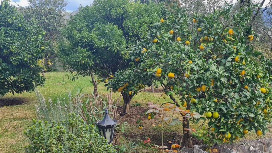 Moradia T4 para Venda em Ossela Foto 21