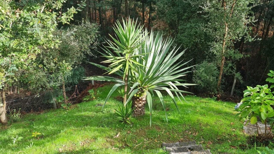 Moradia T4 para Venda em Ossela Foto 23