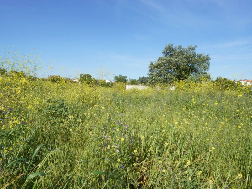 Terreno para Venda em Benedita Foto 6