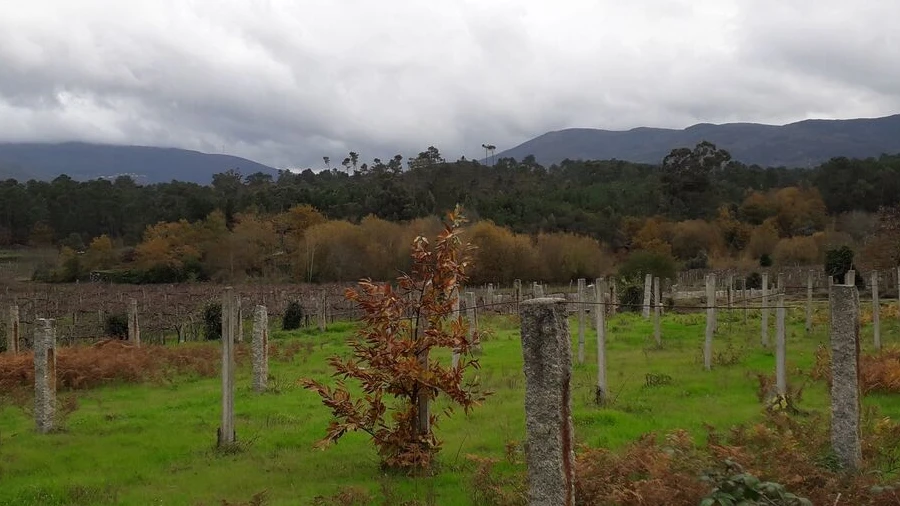 Terreno para Venda em Pias