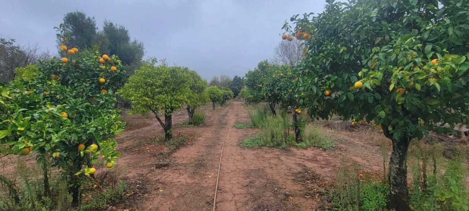 Terreno para Venda em Boliqueime Foto 3