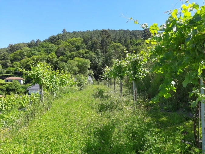 Moradia T4 para Venda em Penso Foto 2