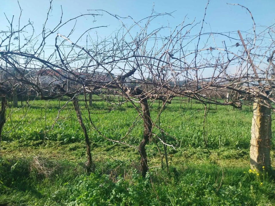 Terreno para Venda em Bela Foto 7