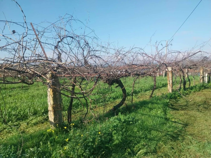 Terreno para Venda em Bela Foto 9