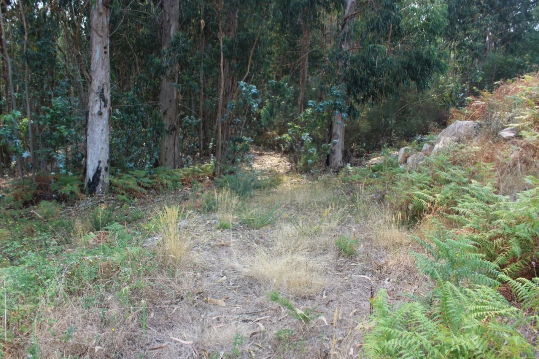 Terreno para Venda em Barbeita Foto 4
