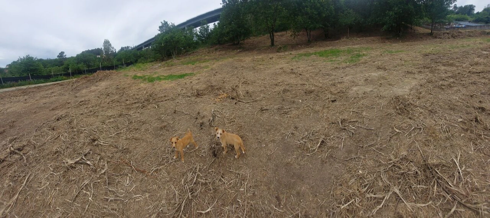 Terreno para Venda em Regilde Foto 5