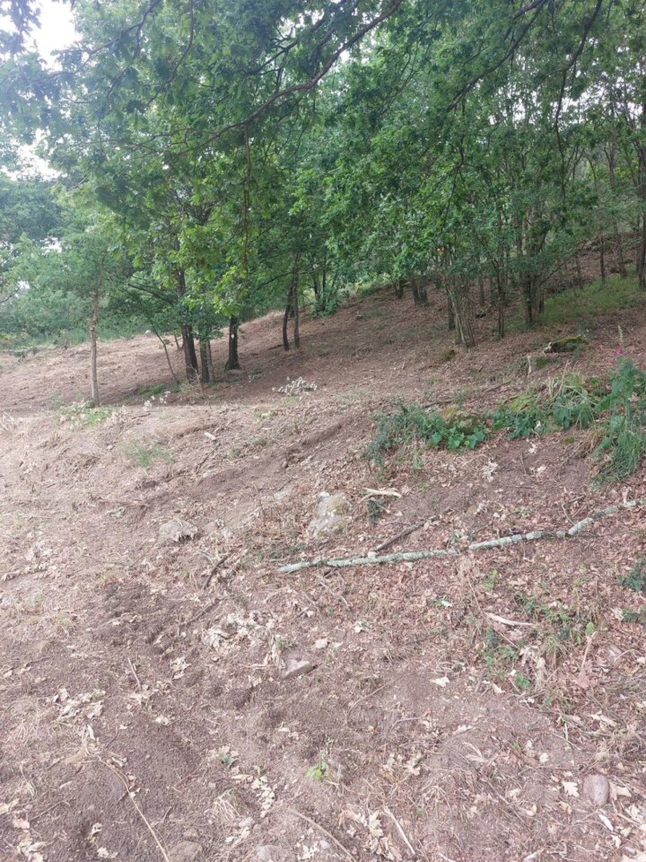 Terreno para Venda em Regilde Foto 7